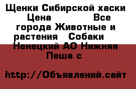 Щенки Сибирской хаски › Цена ­ 18 000 - Все города Животные и растения » Собаки   . Ненецкий АО,Нижняя Пеша с.